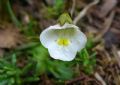 Pinguicula alpina